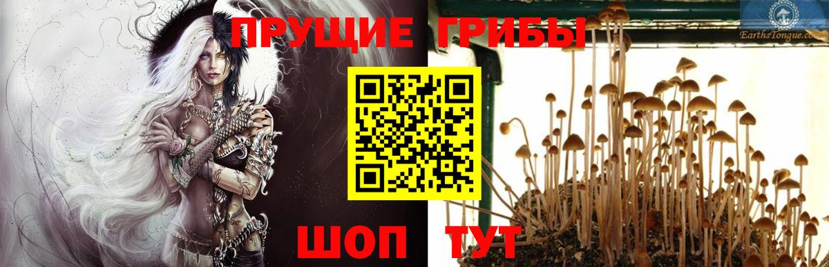 Галлюциногенные грибы Psilocybine cubensis  Вход с VPN  Рославль 
